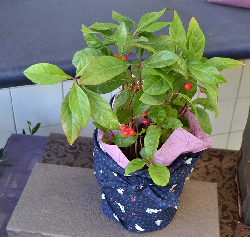 花ことば ヤブコウジ なじょったニュース