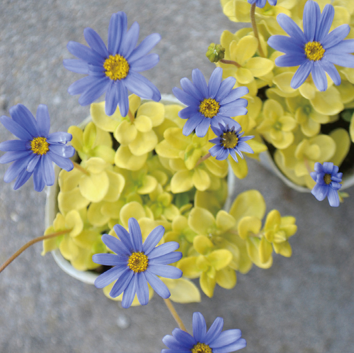花ことば ブルーデージー ハニーブルー なじょったニュース
