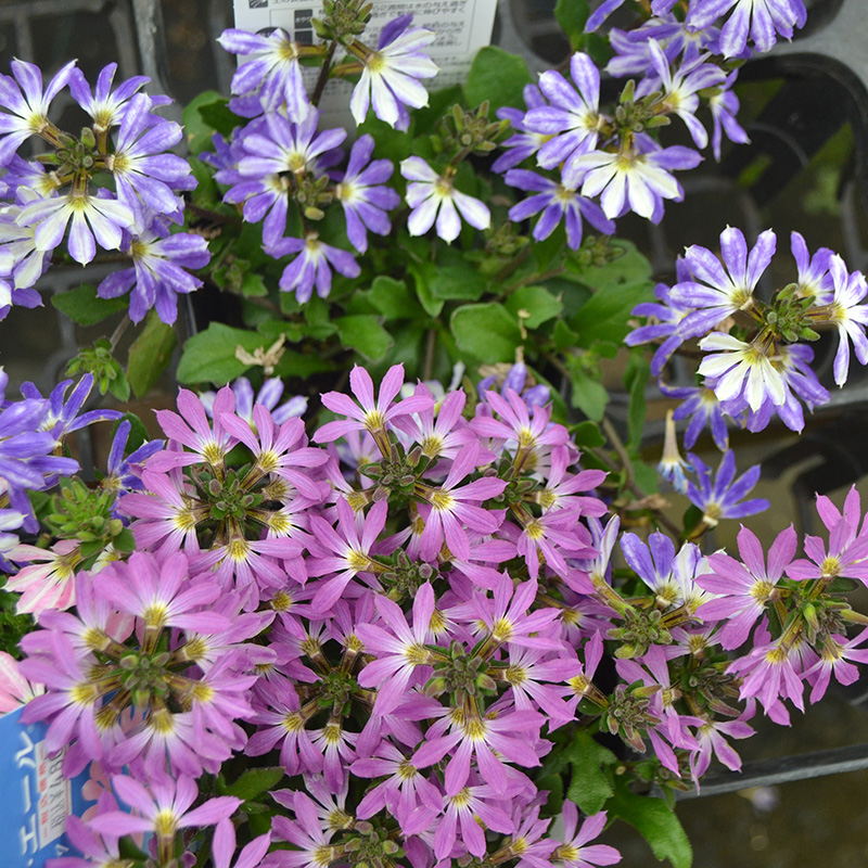 花ことば サンク エール なじょったニュース