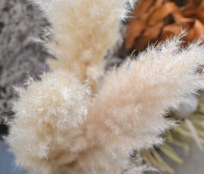 花ことば パンパスグラス なじょったニュース