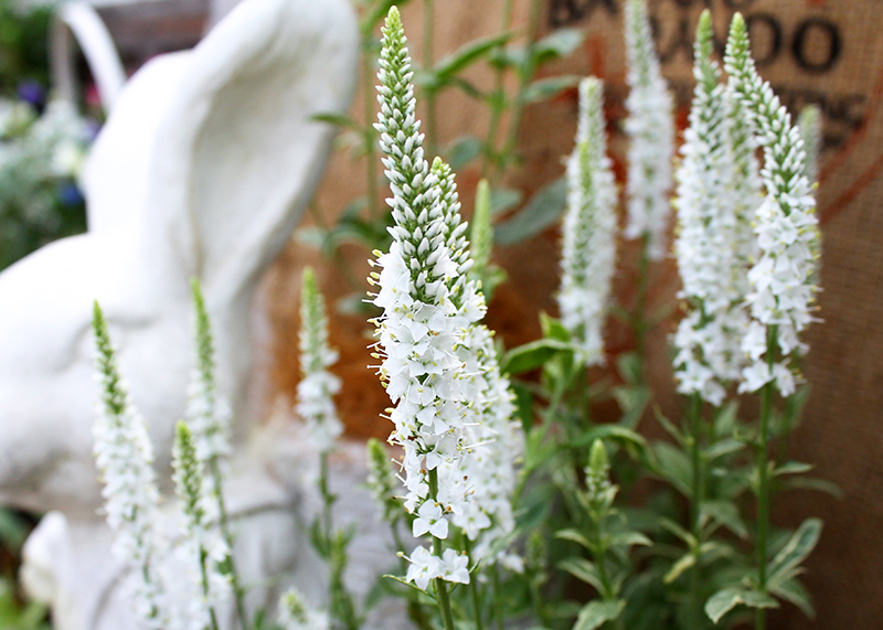 花ことば 宿根ベロニカ シャーロッテ なじょったニュース